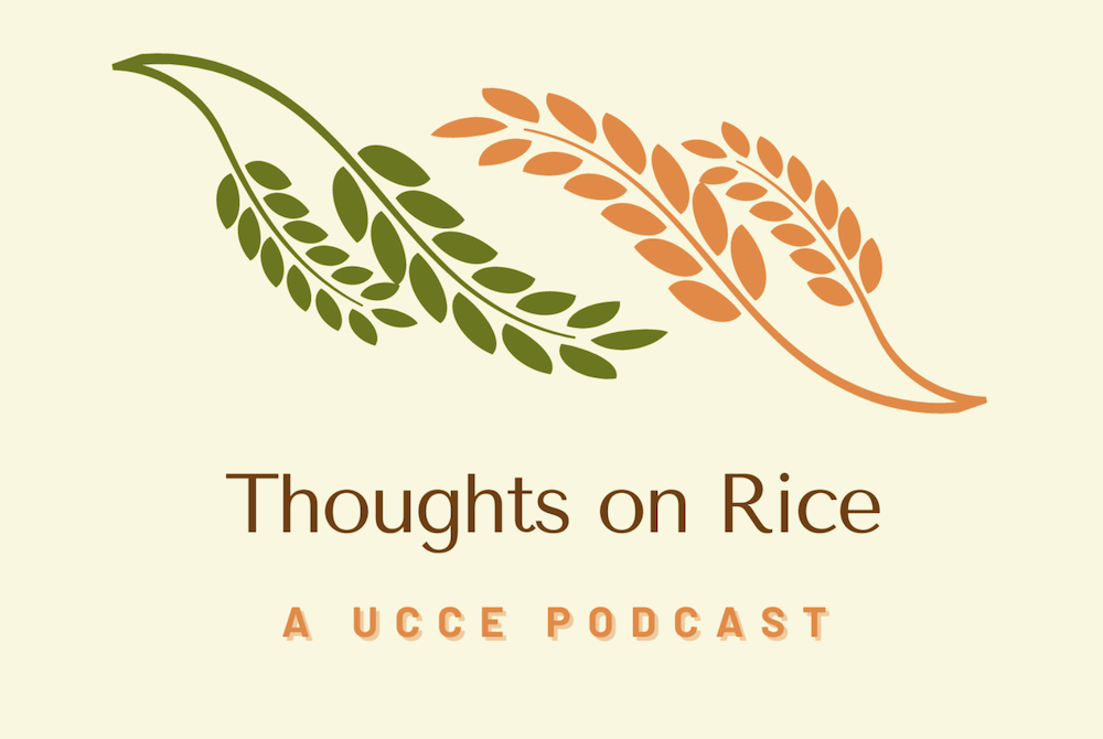 UCCE Launches “Thoughts on Rice” Podcast